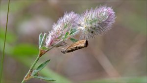 HD_Stack_P1112666 010.jpg