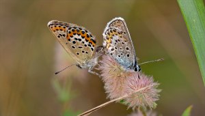 HD_Stack_P1112583 015.jpg