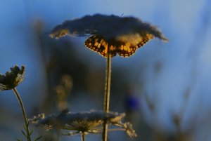 Schachbbrett (5).jpg