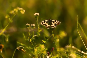 Schachbbrett  7 .jpg