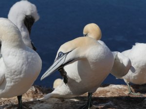 bf_P1100612.jpg bf_P1100612.jpg