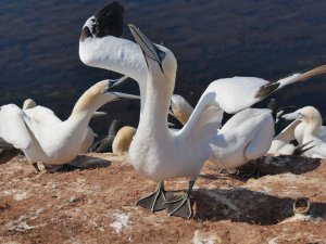 bf_P1100628.jpg bf_P1100628.jpg