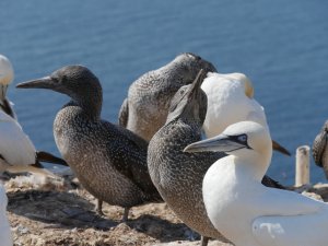 bf_P1100604.jpg bf_P1100604.jpg