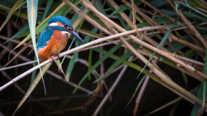 _MG_2351.jpg _MG_2351.jpg