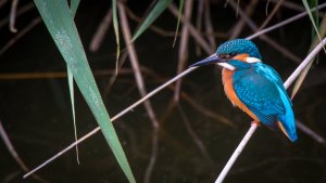 _MG_2380.jpg _MG_2380.jpg