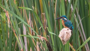 _MG_2487.jpg _MG_2487.jpg