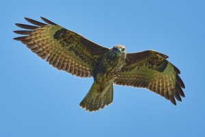 WebQ82_DSC_2955_ISO800_1-4000 s.jpg