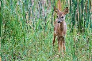 WebQ82_DSC_3116_ISO1600_1-320 s.jpg