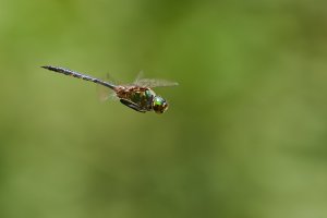 WebQ82_DSC_1264_ISO200_1-640 s.jpg WebQ82_DSC_1264_ISO200_1-640 s.jpg