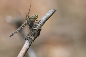 WebQ82_DSC_1320_ISO800_1-4000 s 1.jpg WebQ82_DSC_1320_ISO800_1-4000 s 1.jpg