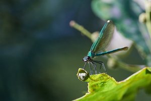 WebQ82_DSC_0107_ISO1600_1-1000 s.jpg WebQ82_DSC_0107_ISO1600_1-1000 s.jpg