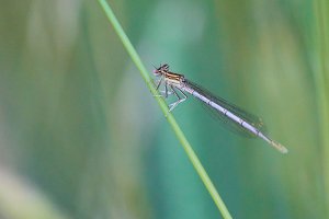 WebQ82_DSC_9232_ISO2000_1-640 s.jpg WebQ82_DSC_9232_ISO2000_1-640 s.jpg