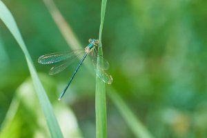 WebQ82_DSC_0647_ISO1600_1-400 s.jpg WebQ82_DSC_0647_ISO1600_1-400 s.jpg