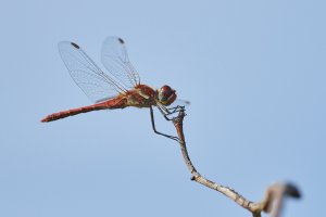 WebQ82_DSC_9103_ISO640_1-6500 s.jpg WebQ82_DSC_9103_ISO640_1-6500 s.jpg