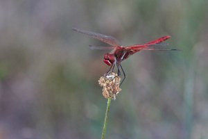 WebQ82_DSC_0722_ISO1600_1-1000 s.jpg WebQ82_DSC_0722_ISO1600_1-1000 s.jpg