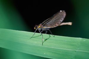 WebQ82_DSC_9177_ISO1250_1-640 s.jpg WebQ82_DSC_9177_ISO1250_1-640 s.jpg