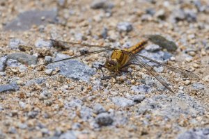 WebQ82_DSC_0099_ISO800_1-1600 s.jpg WebQ82_DSC_0099_ISO800_1-1600 s.jpg