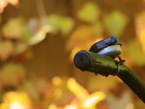 compWeinblätter mit KlingelWeinblätter mit Klingel.jpg