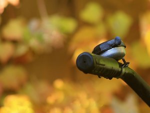 compWeinblätter mit KlingelWeinblätter mit Klingel.jpg