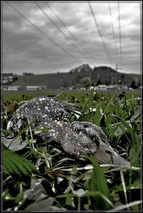 tödliche Leitung, alles ist aus.jpg