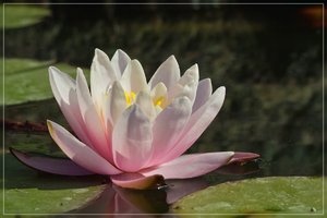 Rosa-SD14 - SDIM6282.jpg