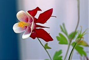 comp_20100711_9.jpg comp_20100711_9.jpg