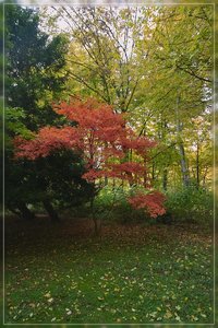 IndianSummer-SD14 - SDIM7481.jpg