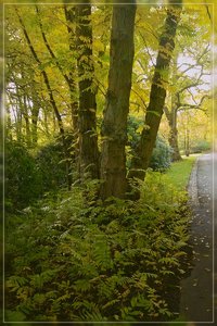 IndianSummer-SD14 - SDIM7497.jpg