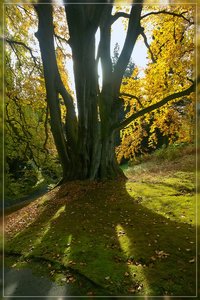 IndianSummer-SD14 - SDIM7509.jpg