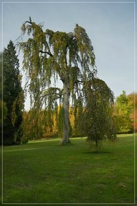 IndianSummer-SD14 - SDIM7525.jpg