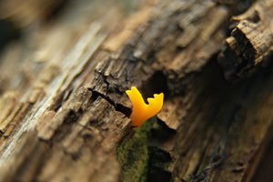 DSC_1279_rt_gp_kl.jpg DSC_1279_rt_gp_kl.jpg