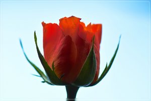 Rose-SD14 - SDIM3561.jpg