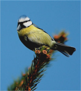 meise-entrauscht.jpg meise-entrauscht.jpg