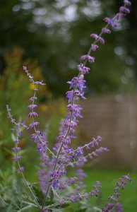 2010-09-01_15-21_IMGP7574_istDL2 (Large).JPG 2010-09-01_15-21_IMGP7574_istDL2 (Large).JPG