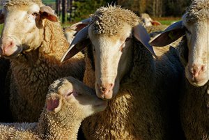 Morgenspaziergang 09.JPG