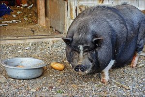 Morgenspaziergang 11.JPG