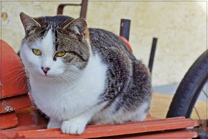 Morgenspaziergang 12.JPG