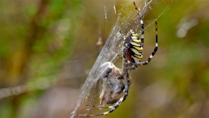 HD_Stack_P1102125 083.jpg