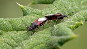 HD_Stack_P1101576 38.jpg