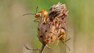 HD_Stack_P1101650 14.jpg