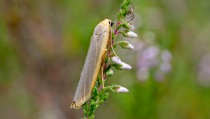 HD_Stack_P1101994 001.jpg