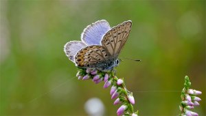 HD_Stack_P1102089 013.jpg