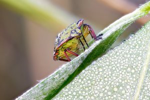 Wanze im Morgentau.jpg