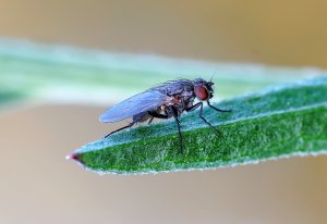 Fliege 4.jpg