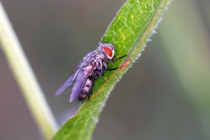 Fliege 5.jpg