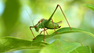 HD_Stack_P1114311 020.jpg