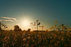 Legelshurst Feld.jpg