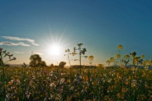 Legelshurst FeldVar.jpg