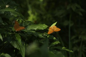 Argynnis paphia.jpg