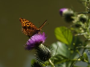 Argynnis paphia 2.jpg